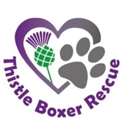 Thistle Boxer Rescue eCards