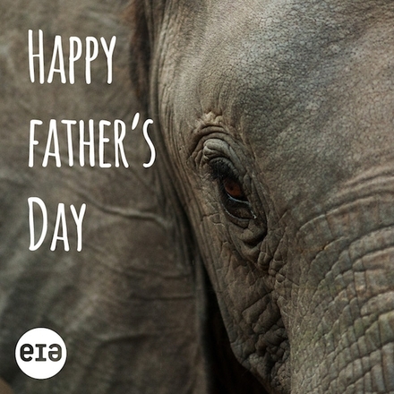 Send a Father's Day E-Card eCards