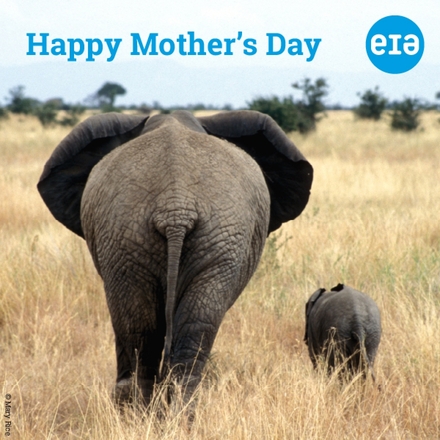 Send a Mother's Day E-Card eCards