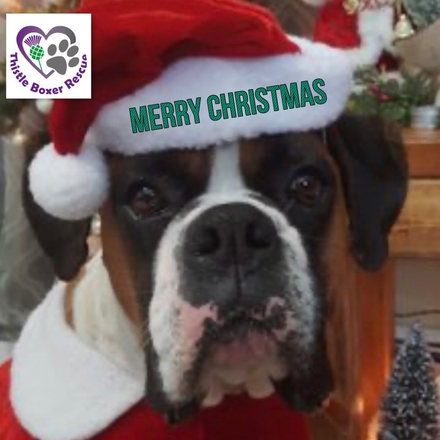 Sending a Christmas E-Card eCards