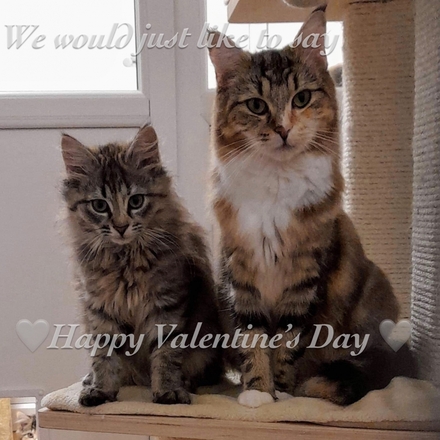 Send a Valentine's Day E-Card eCards