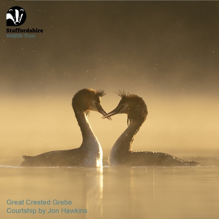 Love nature? Send a valentines day card from Staffordshire Wildlife Trust eCards