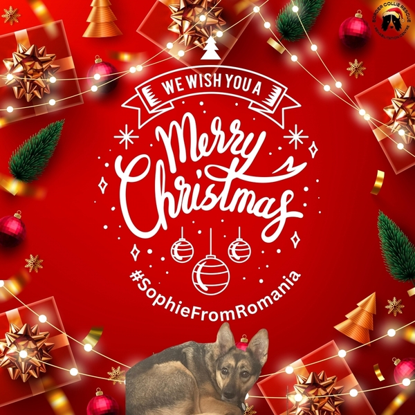 Border Collie Rescue & Rehab Christmas eCards