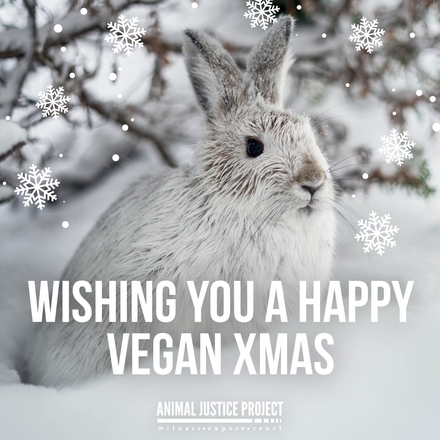 Help animals by sending Christmas E-Cards this festive season! eCards