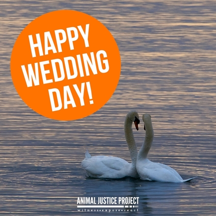 Help animals on their special day eCards