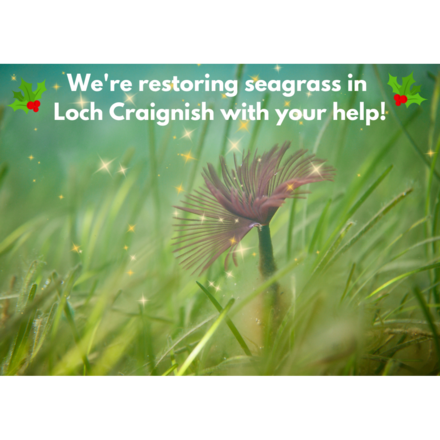 Gift a seagrass meadow this Christmas! eCards