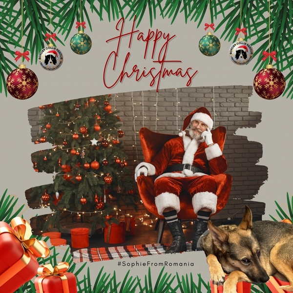 Border Collie Rescue & Rehab Christmas eCards