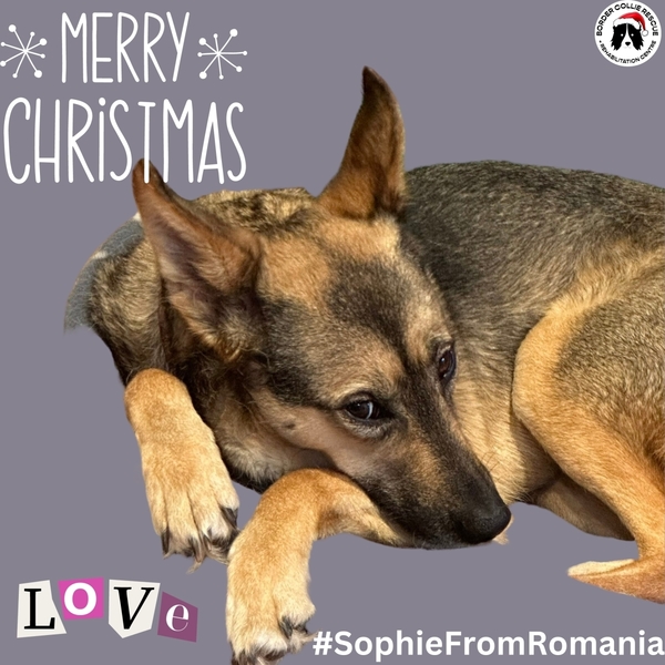 Border Collie Rescue & Rehab Christmas eCards