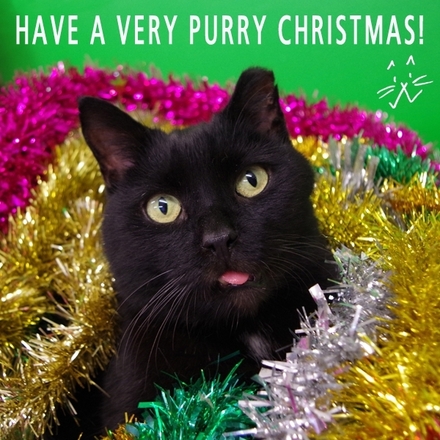 Pick your e-card and raise cash for cats in need eCards