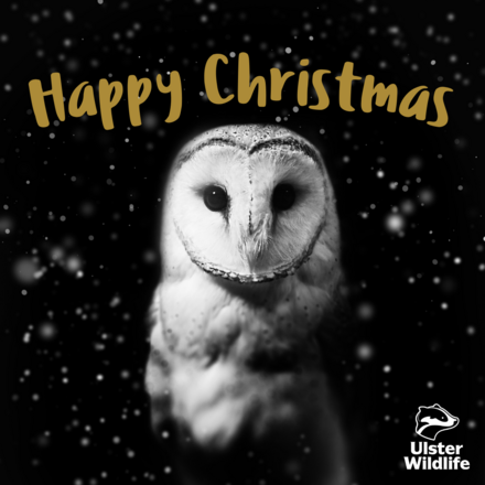 Send Christmas e-cards featuring your favourite local wildlife eCards