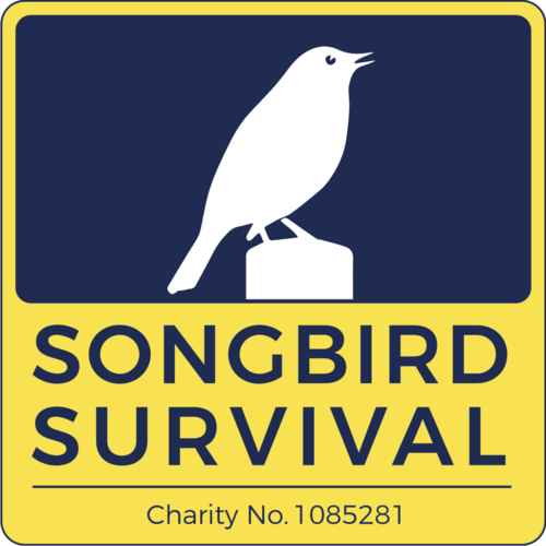 SongBird Survival eCards