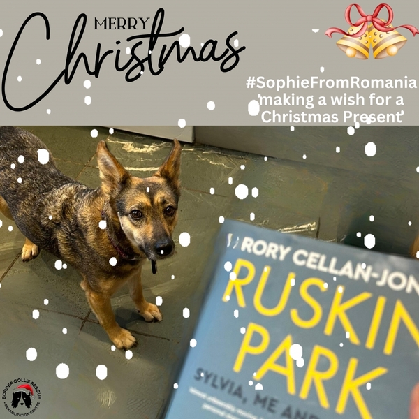 Border Collie Rescue & Rehab Christmas eCards