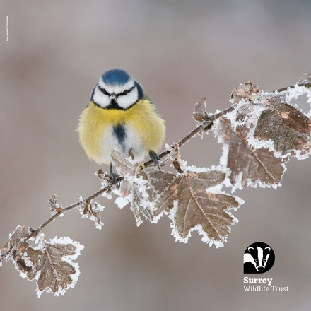 Chilly Blue Tit eCards