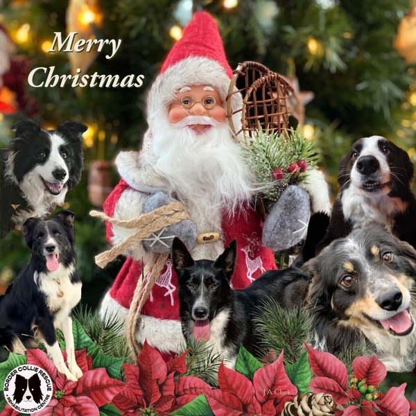 Border Collie Rescue & Rehab Christmas eCards