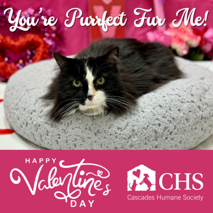 CHS Valentine's Day E-Cards eCards