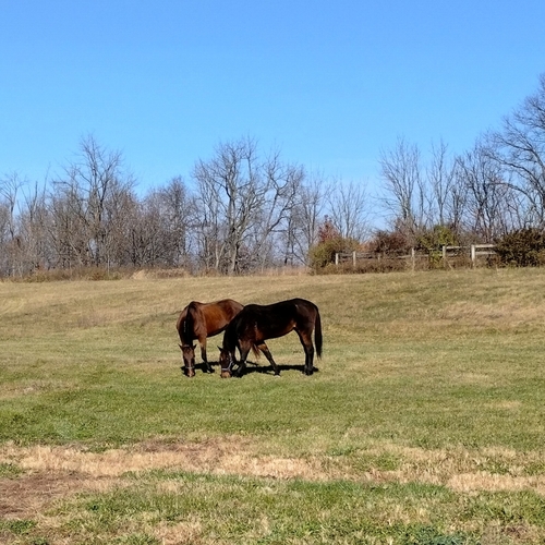 Eden Farm Equine Sanctuary eCards