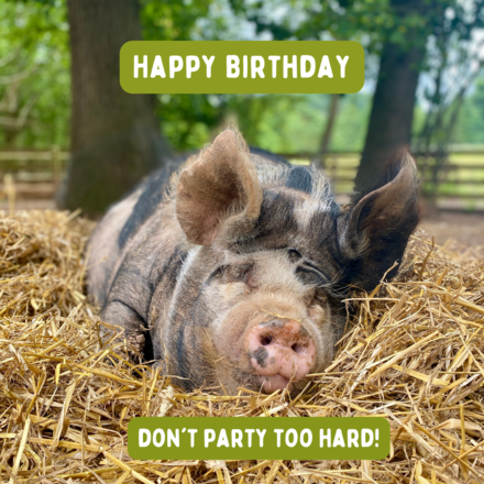 Send Pig-Themed E-cards! eCards