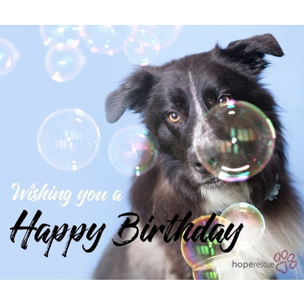 Send a Birthday E-Card eCards