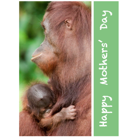 Send a Mother's Day E-Card eCards