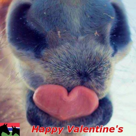 Send E-Card this Valentine's Day eCards