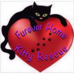 Furever Home Kitty Rescue eCards