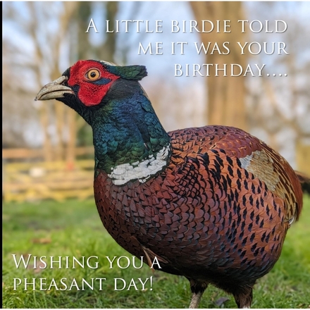  eCards