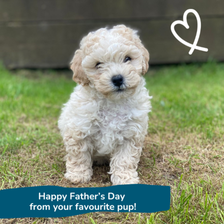 Send a Father's Day E-Card eCards