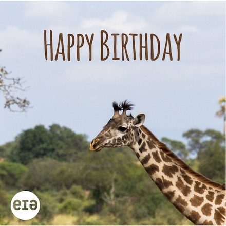 Send a Birthday E-Card eCards