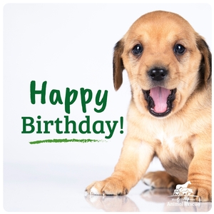 Puppy cute birthday ecard.