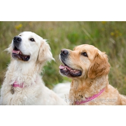 Happy paws puppy rescue eCards