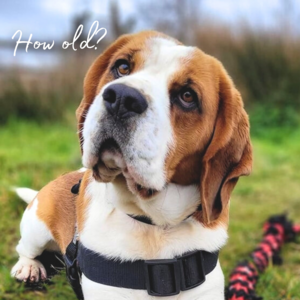 How old dog age birthday ecard.