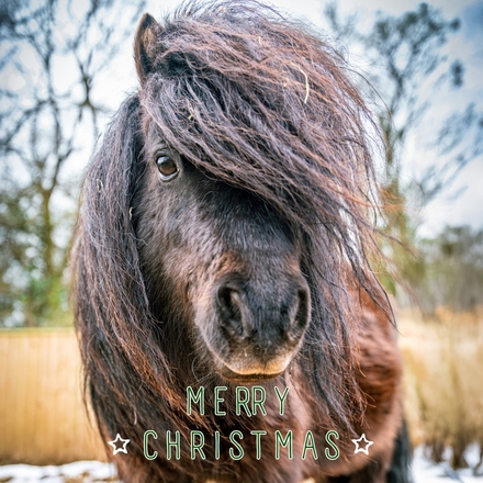 Send Christmas E-Cards eCards