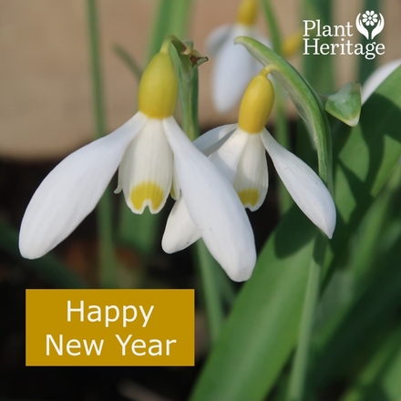 New Year Greetings eCards