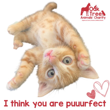 Send a card to a loved one this Valentine's Day eCards