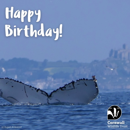 Birthday eCards