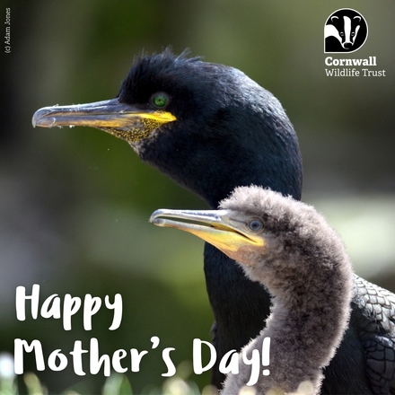 Mother's Day eCards