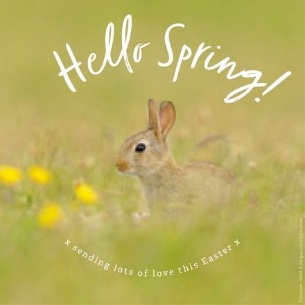 Send an Easter e-card eCards
