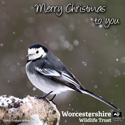 Send Corporate Christmas E-Cards eCards