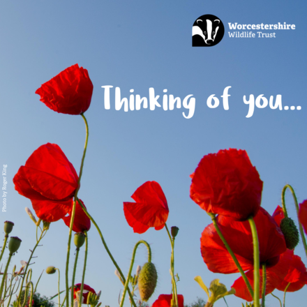 Send Thinking of You E-Cards eCards