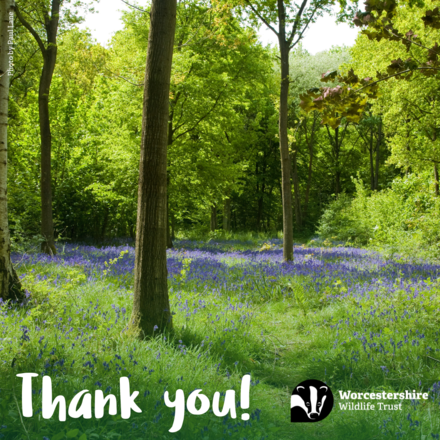 Send Thank You E-Cards eCards