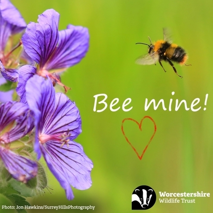 Send a Valentine's Day or 'Love' E-Card eCards