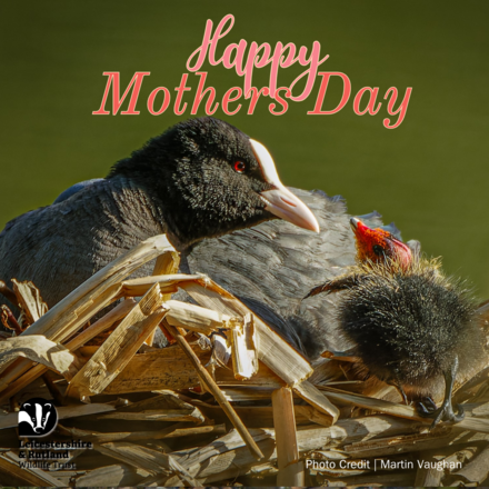 Send a Mother's Day Card eCards