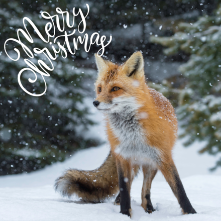 Send Christmas E-Cards eCards