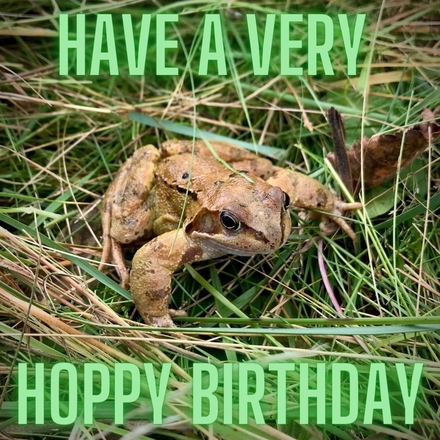 Send a Birthday E-Card eCards