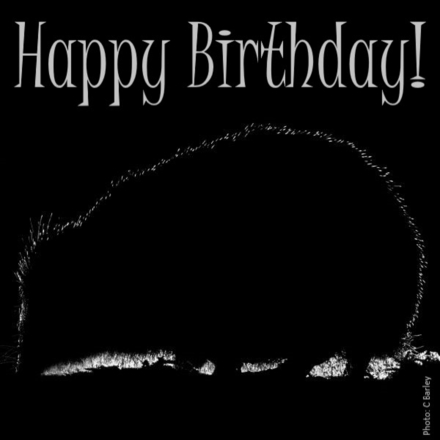 Send a Birthday E-Card eCards