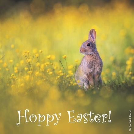 Send Easter E-Cards eCards