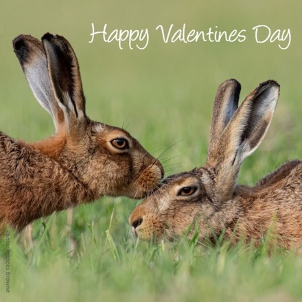 Send a Valentine's Day E-Card eCards