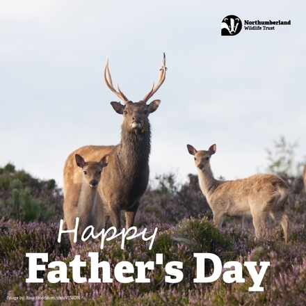 Send a Father's Day E-Card eCards