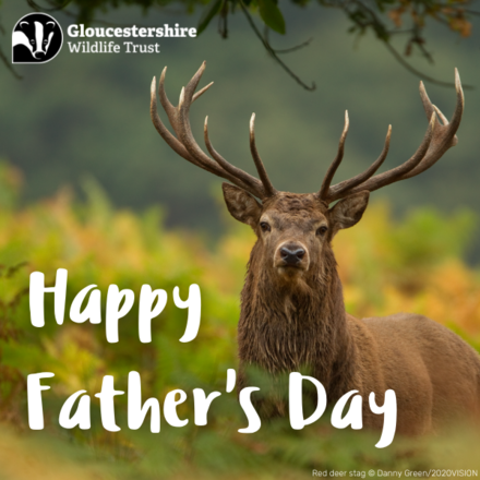 Send a Father's Day eCard eCards
