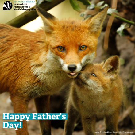 Send a Father's Day E-Card eCards
